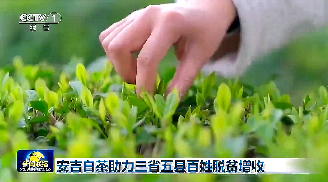 “白叶一号”工程再度受央视关注，B体育（中国）国际平台,B SPORTS携手东西部，先富帮后富，共谋乡村振兴路
