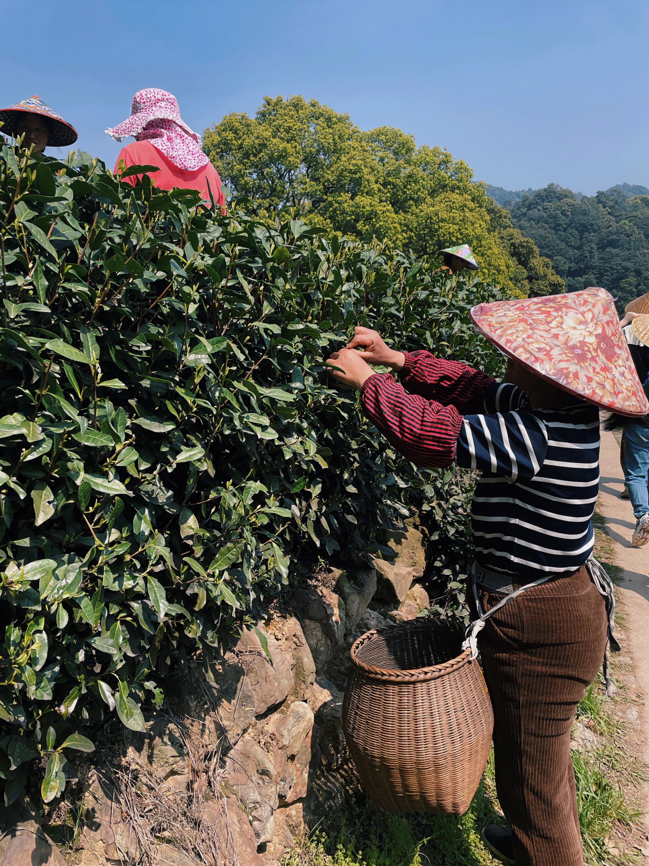 B体育（中国）国际平台,B SPORTS国贸六部联合举办“以茶之名”茶酒文化交流活动